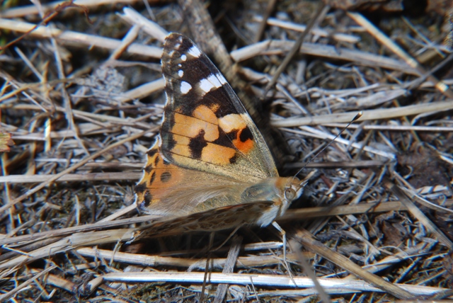 Farfalla - Vanessa cardui